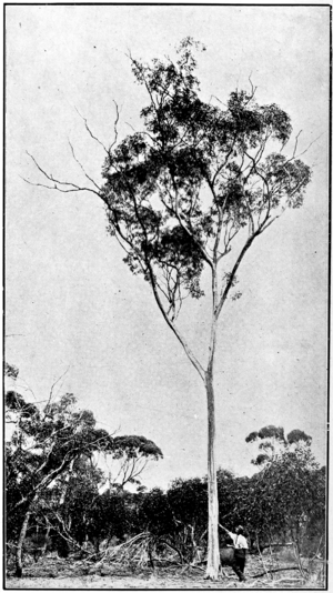 Redwood in Primer of Forestry Poole 1922