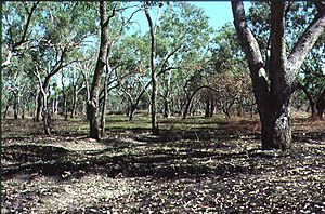 Riparian eucalyptus coolabah savanna