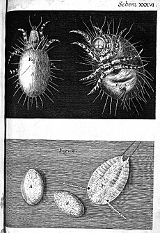Robert Hooke, Micrographia, mites; eggs Wellcome L0000180