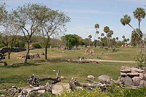 Safari in Busch Gardens Tampa Bay - panoramio