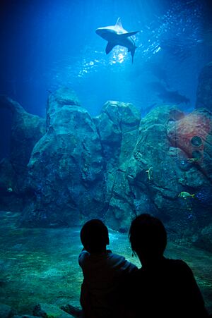 Shark @ Adventure Aquarium, Camden, New Jersey