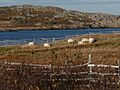 Sheep Sandy Cove