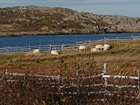 Sheep Sandy Cove