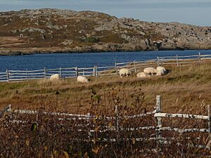 Sheep Sandy Cove
