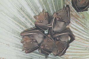 Short-nosed Indian Fruit Bat (Cynopterus sphinx) -2