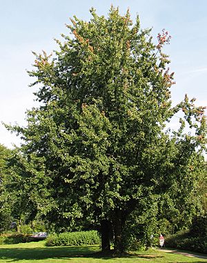 Silber-Ahorn (Acer saccharinum).jpg