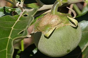 Solanum lycocarpum(fruto)