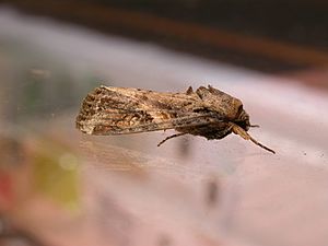 Spodoptera frugiperda1.jpg