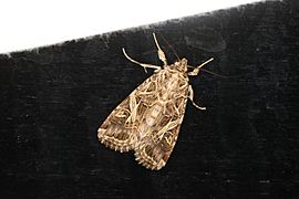 Spodoptera litura (24045593674)