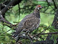 Spruce Grouse (Falcipennis canadenis) RWD