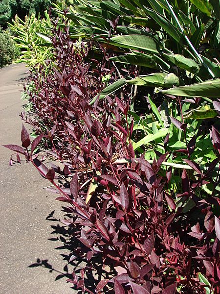 Starr 071024-0327 Alternanthera dentata