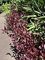Starr 071024-0327 Alternanthera dentata