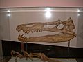Suchomimus tenerensis skull and claw
