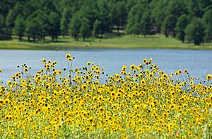 Sunflowers at Lake Mary