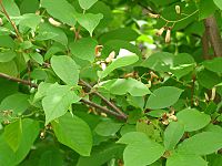 Taphrina pruni in Prunus padus