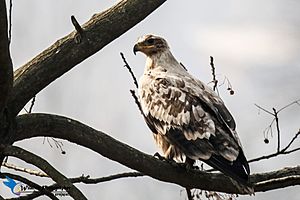 The steppe eagle (Aquila nipalensis) - l66