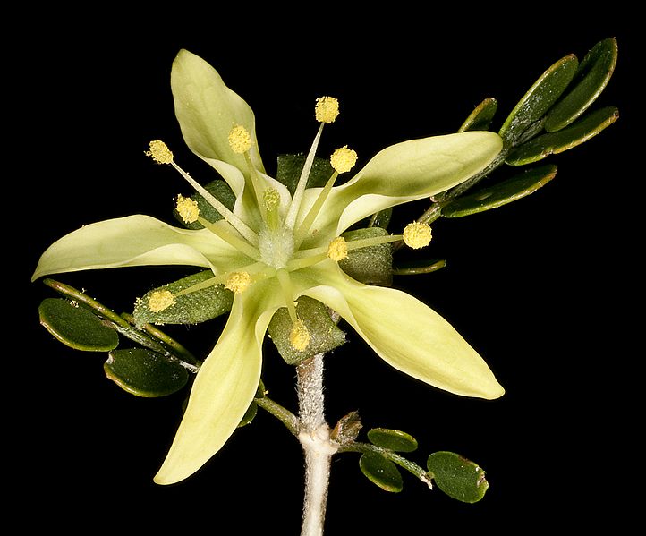 Tribulus platypterus (7596851918)