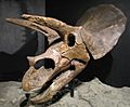 Triceratops Hendrickx2