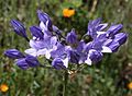 Triteleia laxa flower in bloom