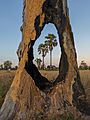 Two Arecaceae in the fields viewed through a hole in a tree trunk in Laos at sunrise