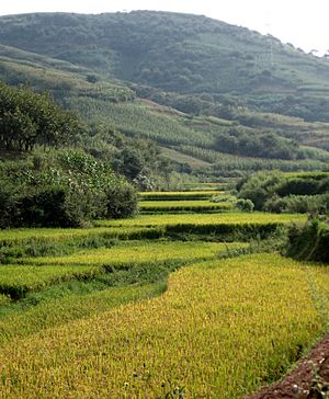 Upland vs. paddy farming in China