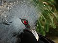Victoria crowned pigeon closeup