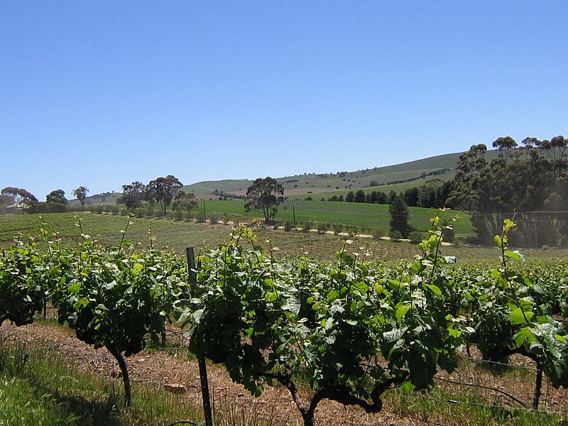 Vines in Clare Valley