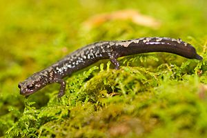 Weller's salamander on plants.jpg