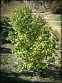 Wineberry-tree