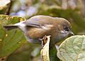 Zosterops borbonicus borbonicus, crop