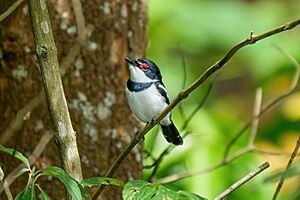 022 Brown-throated wattle-eye at Kibale forest National Park Photo by Giles Laurent.jpg