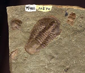 11570 Grand Canyon Fossil Trilobite in Bright Angel Shale (4749628242)