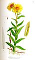530 Inula salicina, I. ensifolia