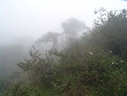 A fog oasis at the Atiquipa Lomas, Peru