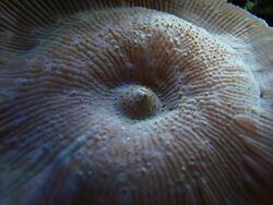 Actinodiscus macro