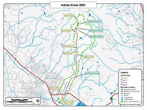 Adobe Creek (near Petaluma) 2007 Steelhead Survey