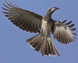 African Grey Hornbill (Tockus nasutus) - Flickr - Lip Kee