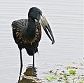 African Openbill (Anastomus lamelligerus) holding a freshwater snail ... (32540781473), crop