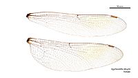 Agyrtacantha dirupta female wings (34921240491)
