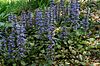 Ajuga reptans 20070429 132711 1.jpg