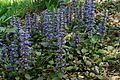 Ajuga reptans 20070429 132711 1