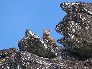 American marten (pine marten) (25571252807)