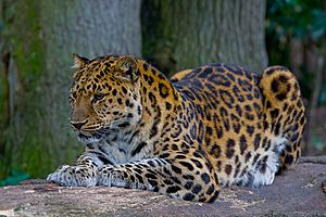 Amur Leopard (P.p. amurensis).jpg