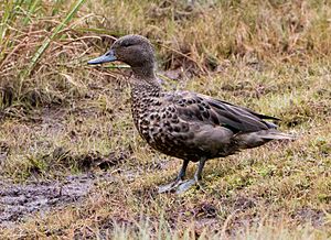 Andean-Teal.jpg