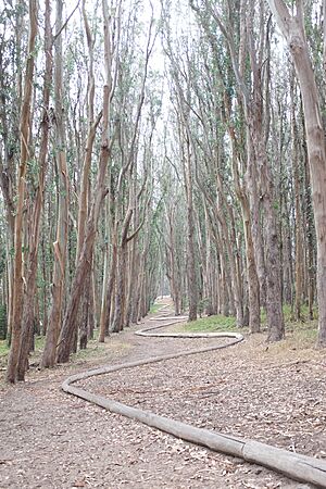 Andy Goldsworthy's Wood Line