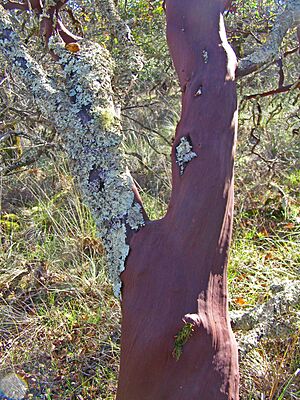 Annadelmanzanita