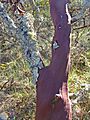 Annadelmanzanita