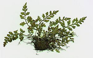 Asplenium montanum specimen.jpg