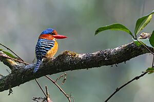Banded Kingfisher 0A2A0498.jpg