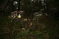 Banksia oblongfolia habit
